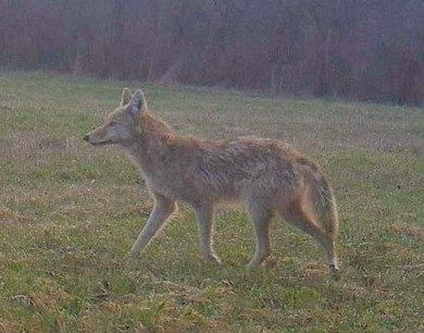 Coyote from my Trail Cam